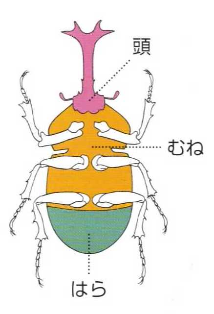 理科教科書ウオッチング 昆虫 Science Textbook Watching Insect